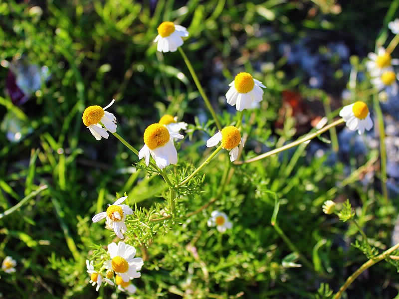 camomile flower