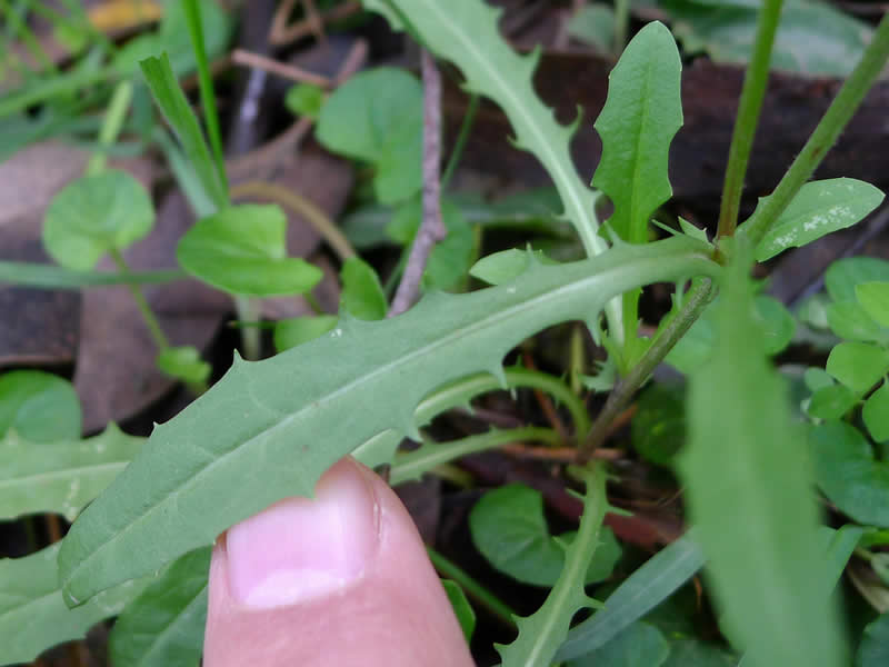 Dandelion Leaf by John Tann CCL