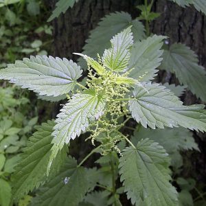 nettle leaf