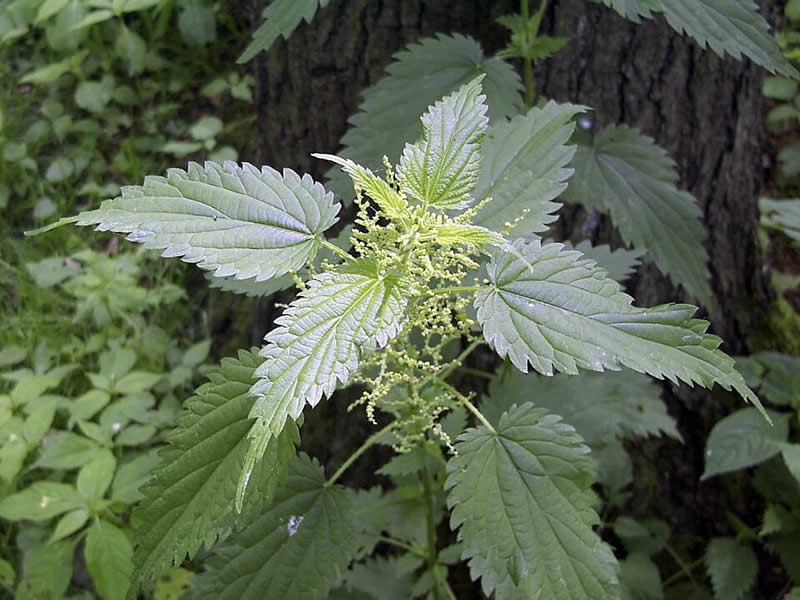 nettle leaf