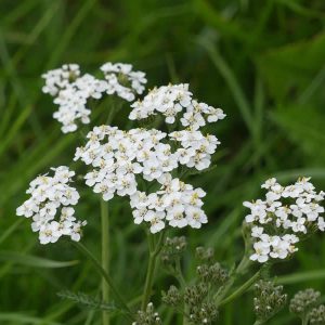 Yarrow in Flower