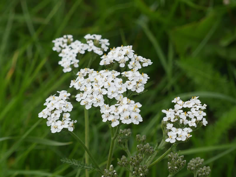 Yarrow in Flower