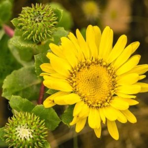 American Gumweed Herb