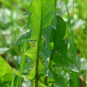 Dandelion Leaf (Taraxacum officinale)