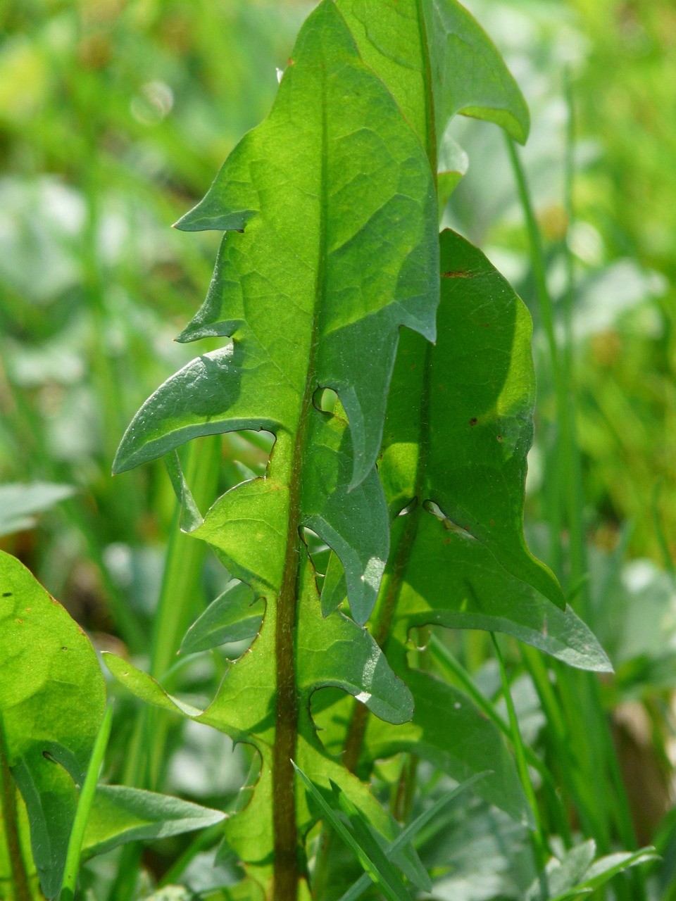 Dandelion Leaf (Taraxacum officinale)