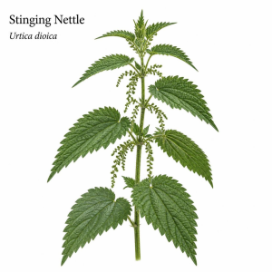 Nutritive Botanicals