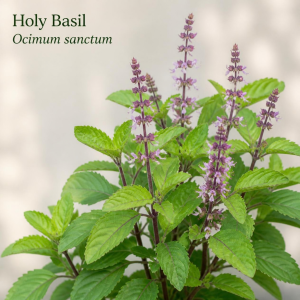 Image showing Holy Basil (Ocimum sanctum) Plant